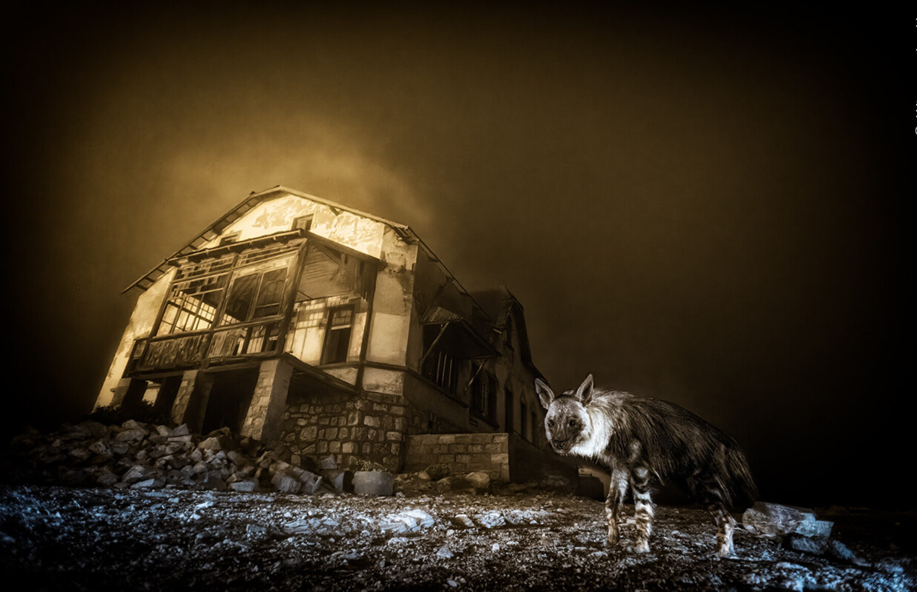 Image for Wildlife Photographer of the Year 2025, the winning images