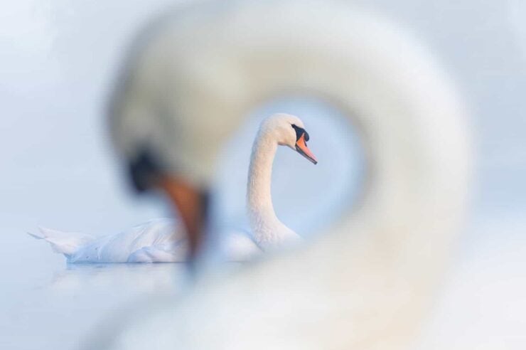 Image for Bird Photographer of the Year 2024 winners – in pictures