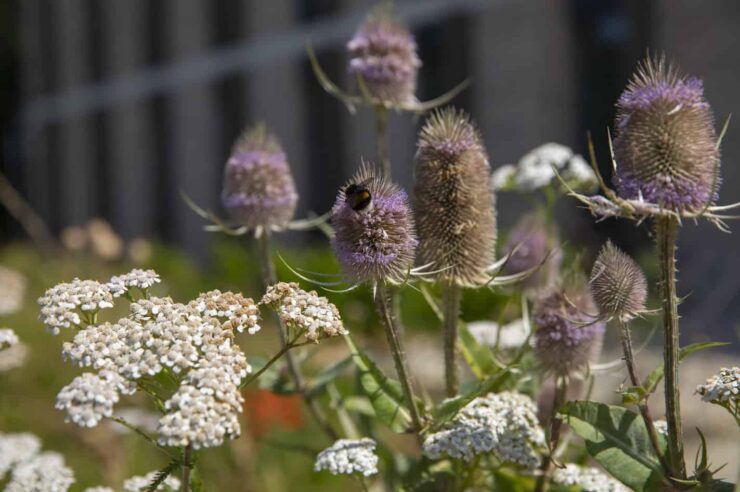 Image for The garden-artwork that positively reframes ‘weeds’