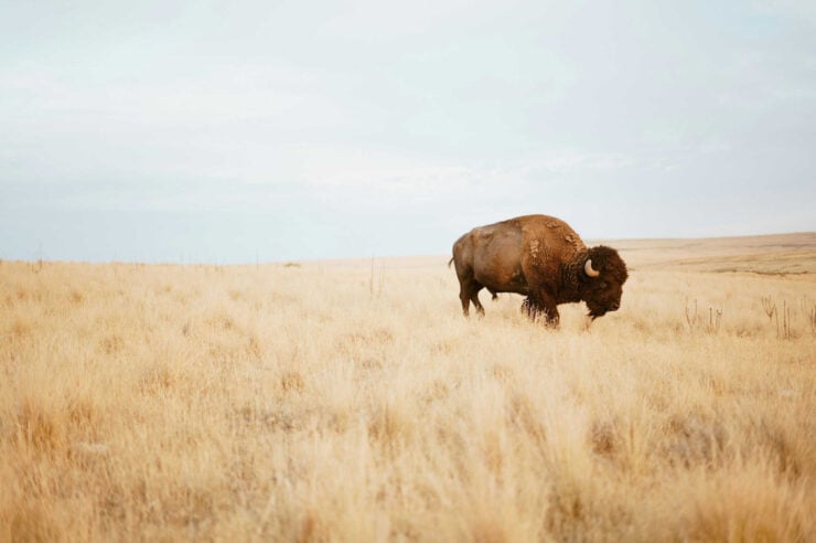 Image for How bison ‘reawakened’ the world’s oldest national park