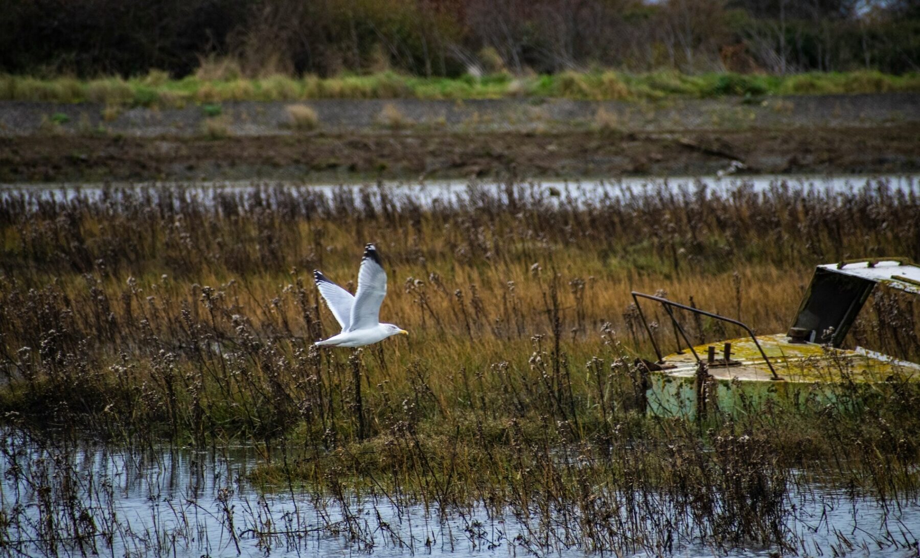 Image for Abandoned oil refineries are becoming unlikely havens for wildlife