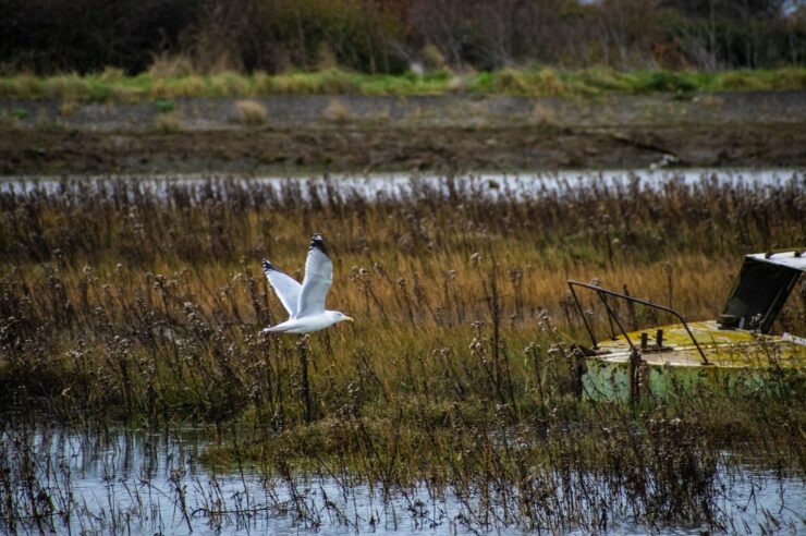 Image for Abandoned oil refineries are becoming unlikely havens for wildlife