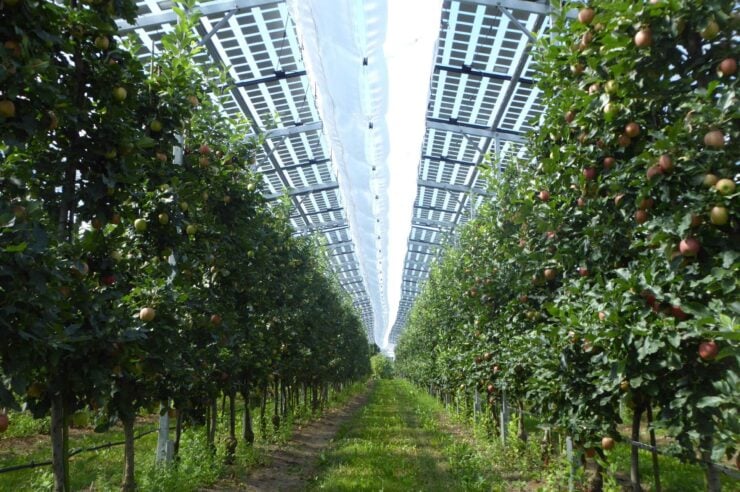 Image for Could solar panels help strengthen global food security?