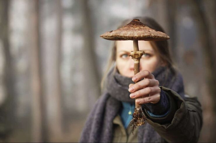 Image for The project to map the world’s fungal networks – and why it matters