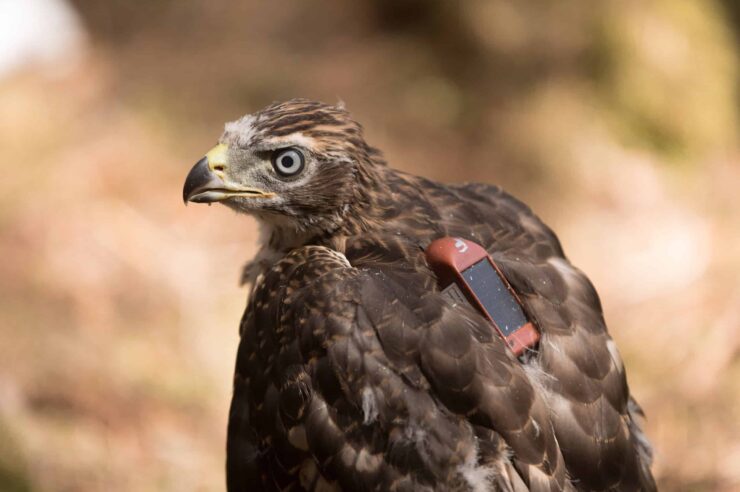 Image for Restoration is helping native raptors thrive in Scotland, report shows