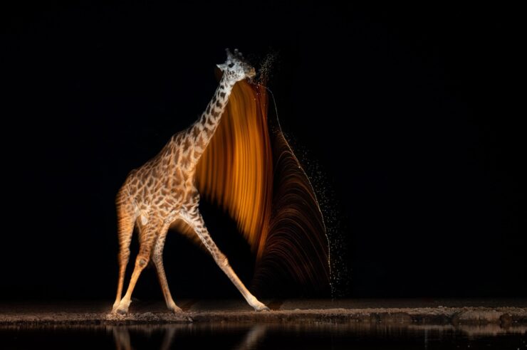 Image for The photo sale raising money for conservation