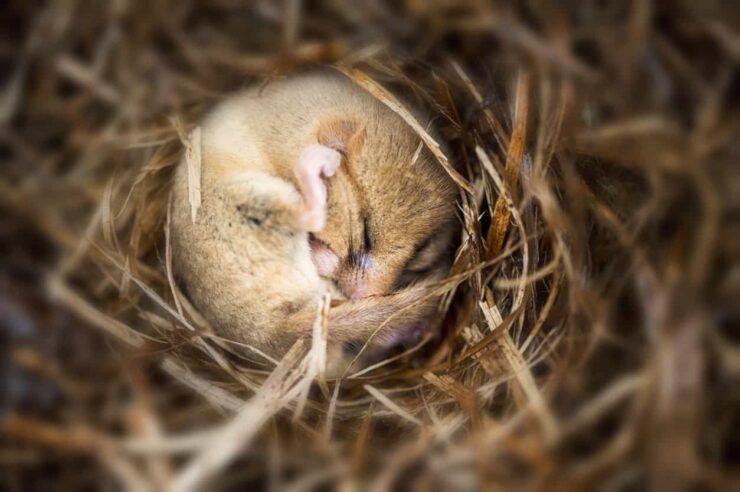 Image for Ecologists roped in to help hazel dormice bridge the gap