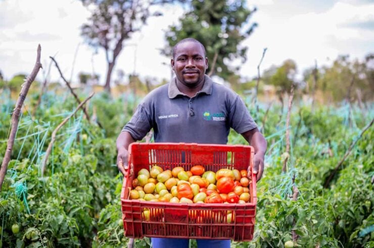 Image for Regenerative agriculture sows success in Kenya